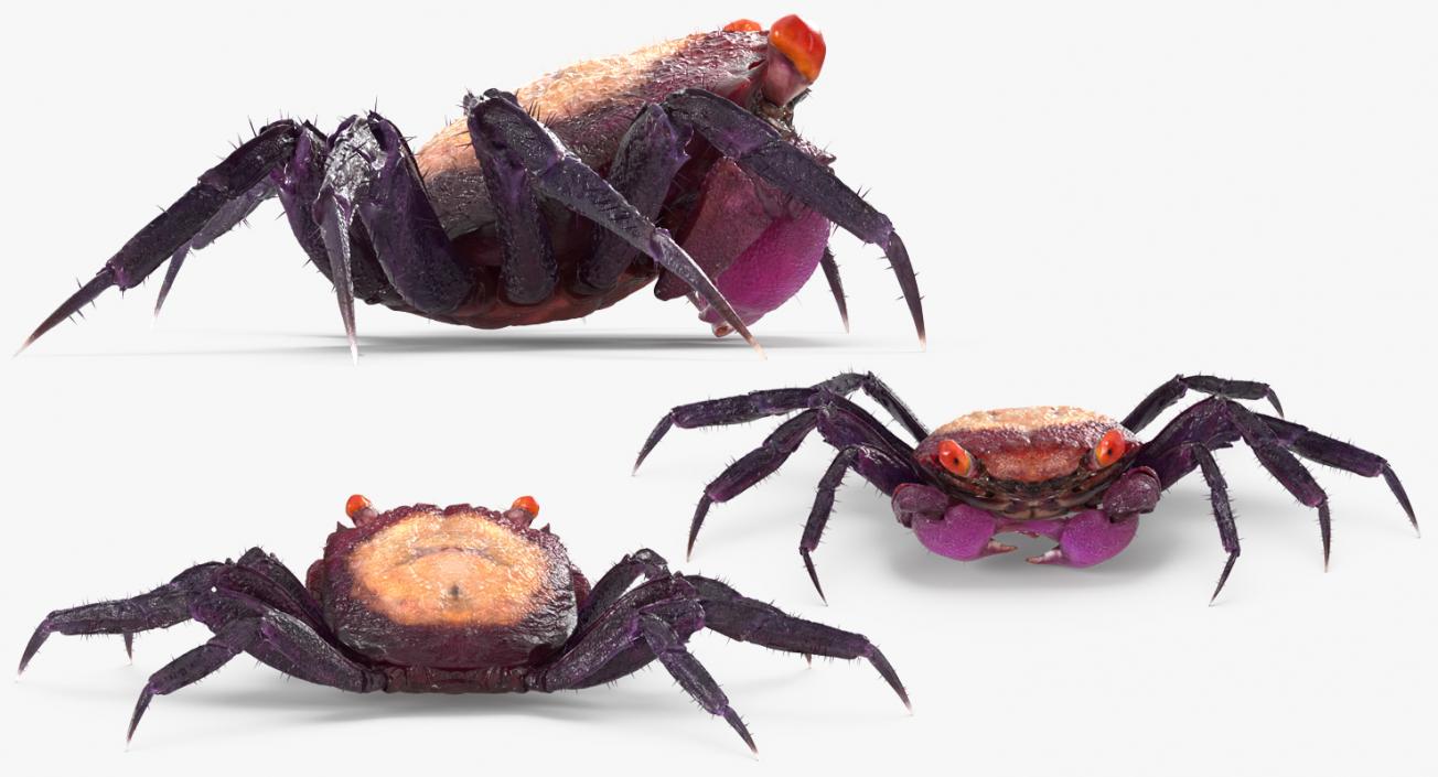 Purple Vampire Crab Geosesarma with Fur 3D model