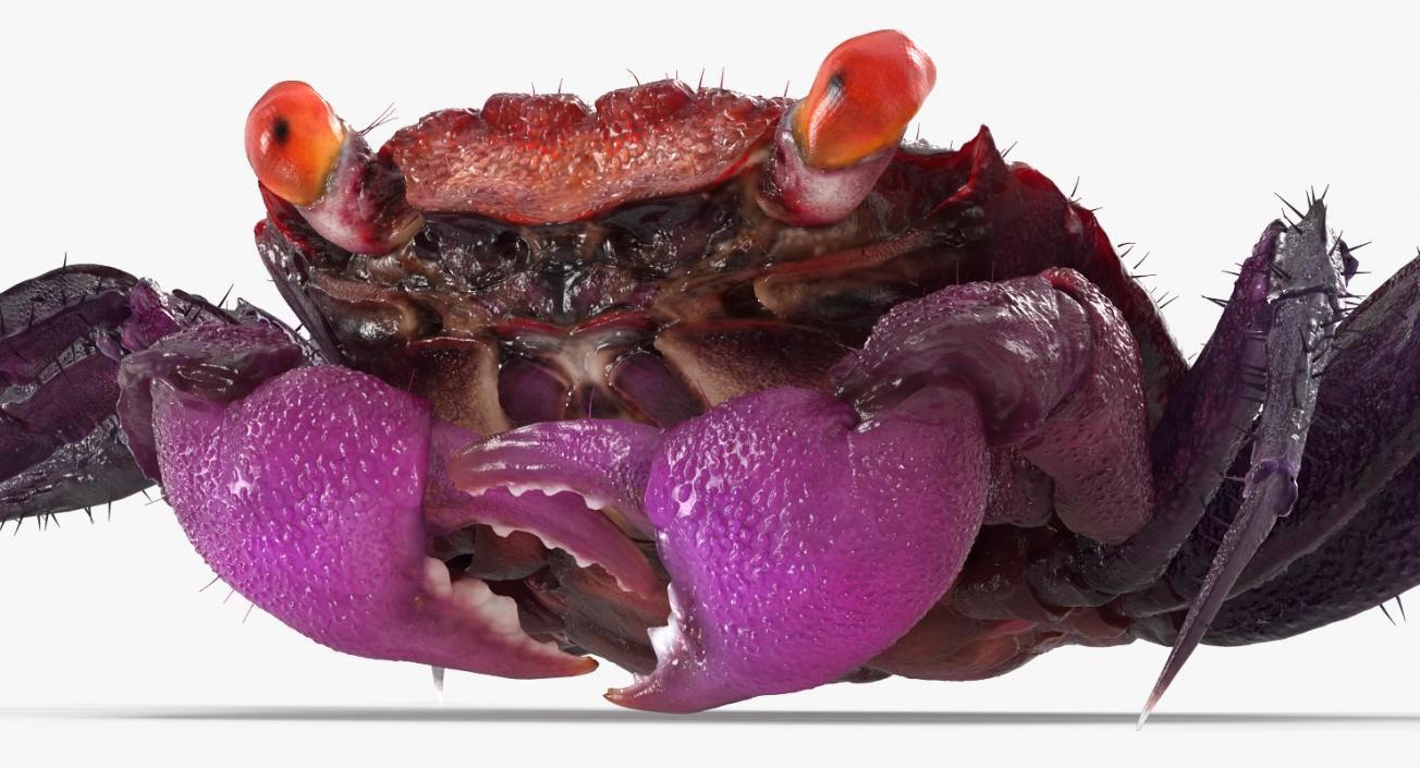 Purple Vampire Crab Geosesarma with Fur 3D model