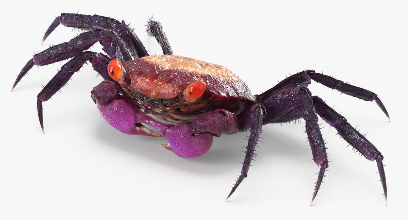 Purple Vampire Crab Geosesarma with Fur 3D model