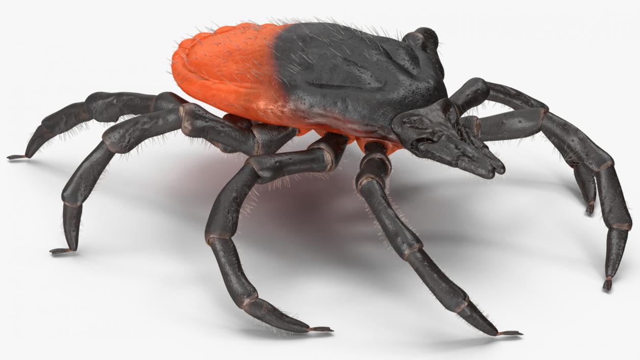 3D model Tick Fur Rigged