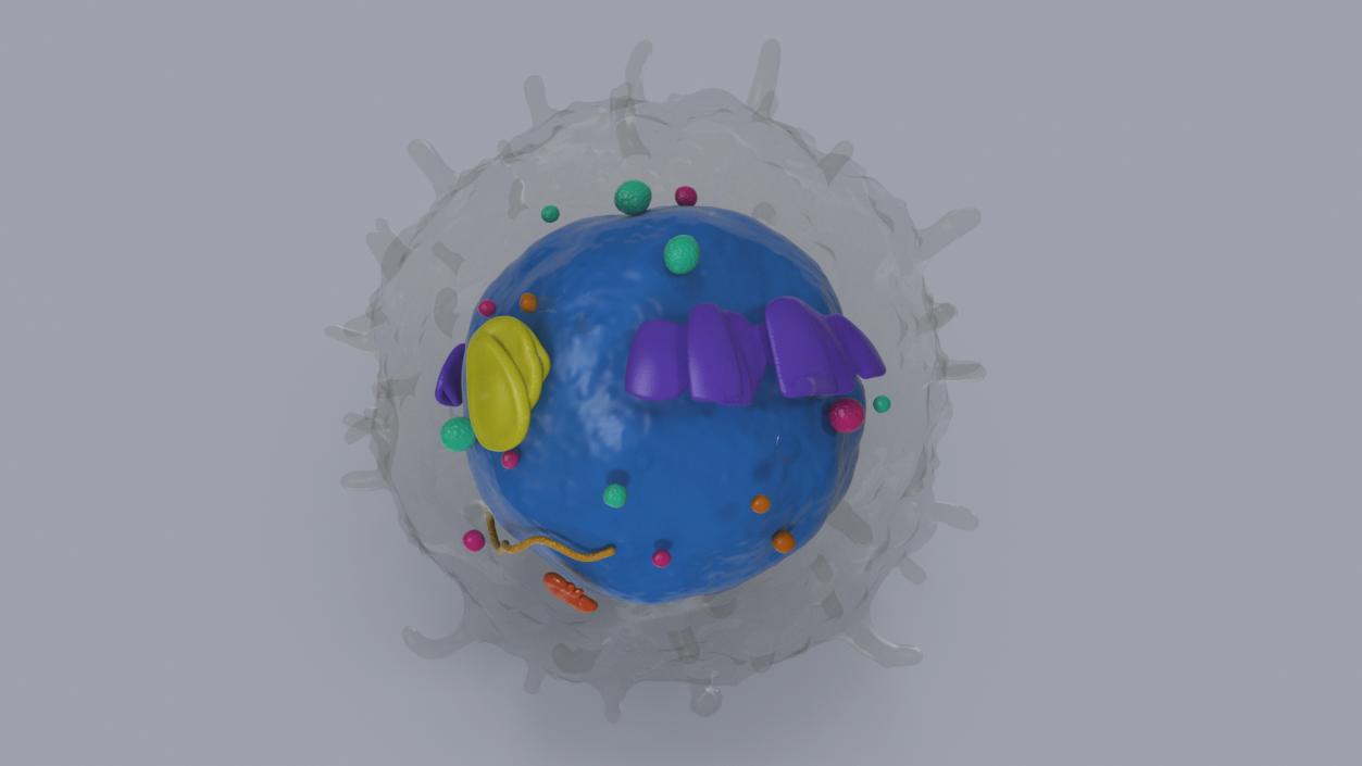 3D Lymphocyte Blood Cell