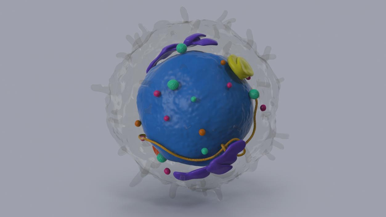 3D Lymphocyte Blood Cell