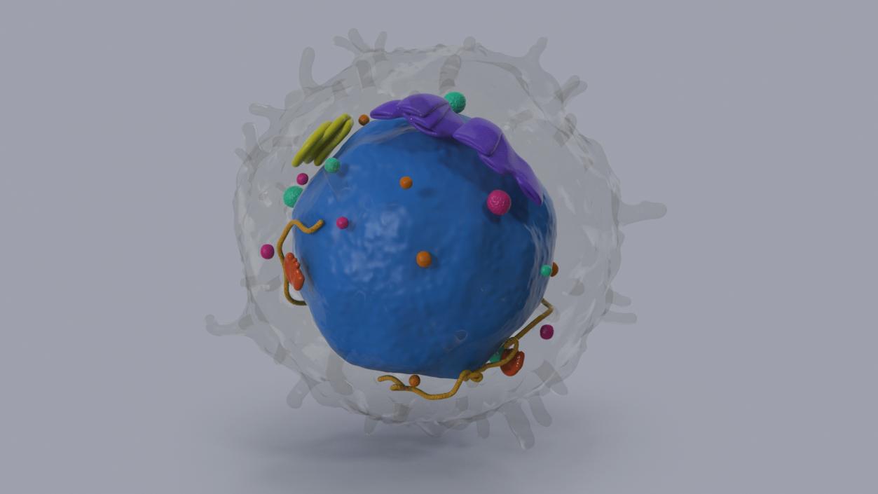 3D Lymphocyte Blood Cell