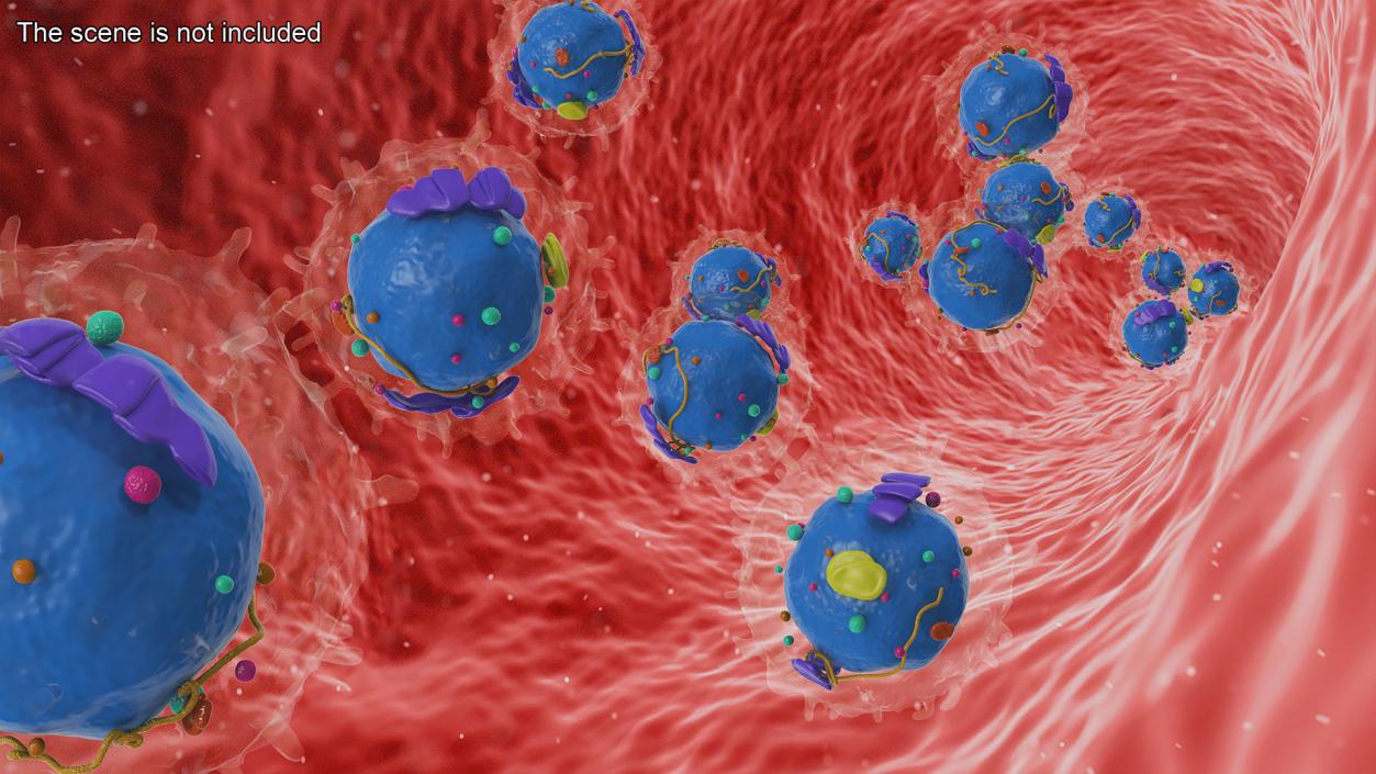 3D Lymphocyte Blood Cell