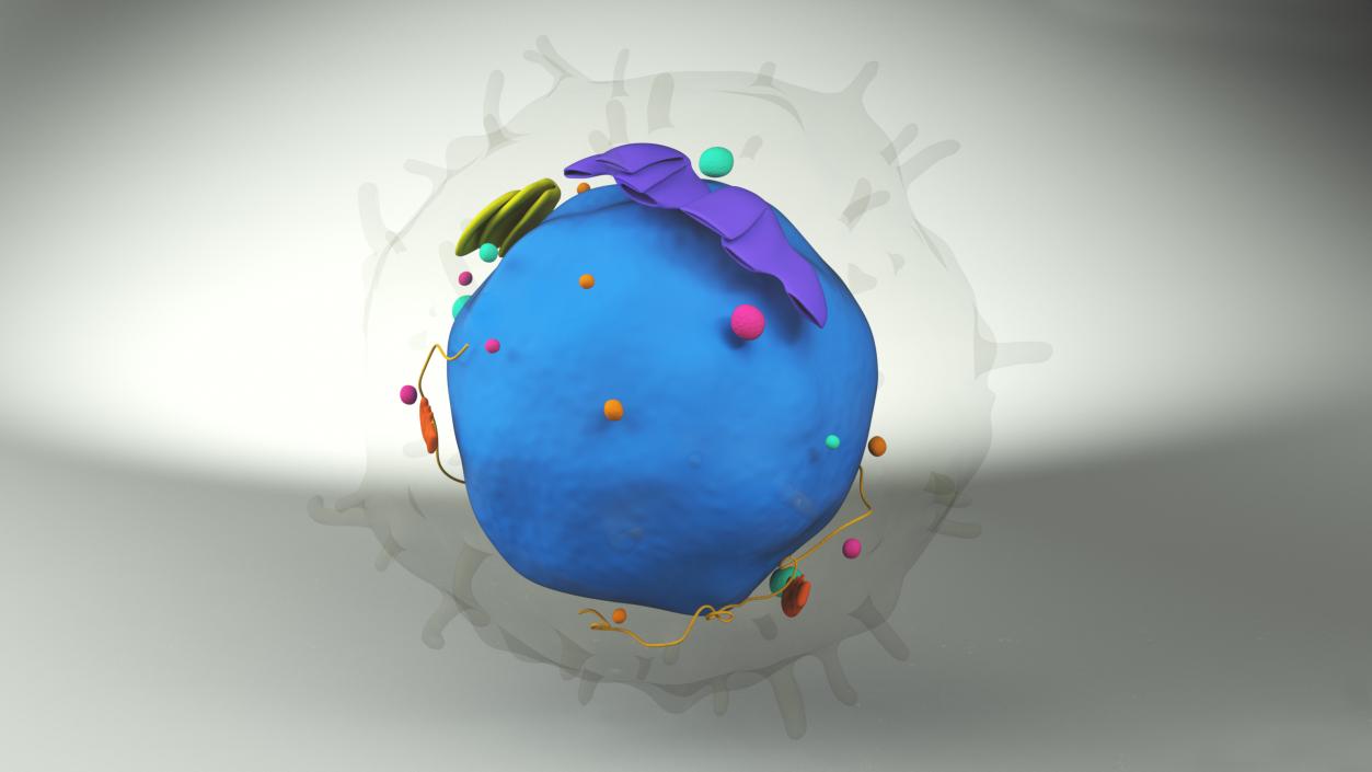 3D Lymphocyte Blood Cell