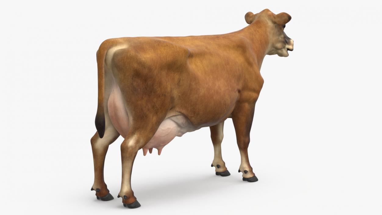 3D Jersey Dairy Cow Rigged model