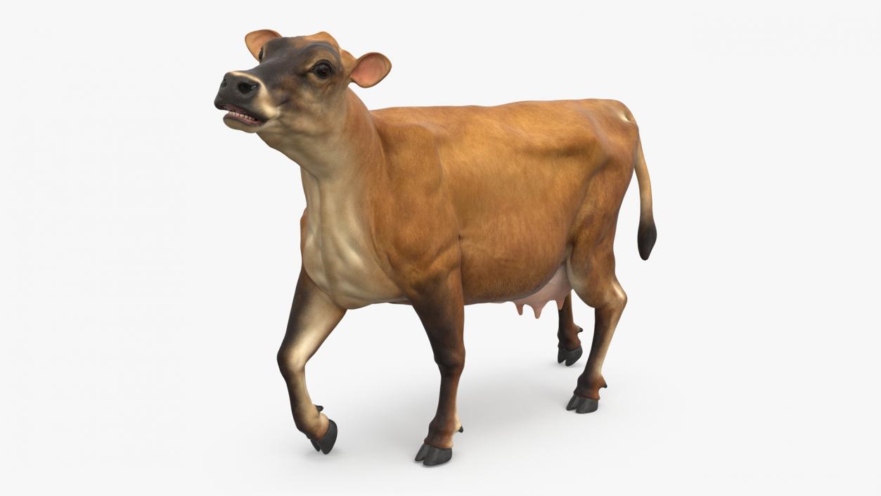 3D Jersey Dairy Cow Rigged model