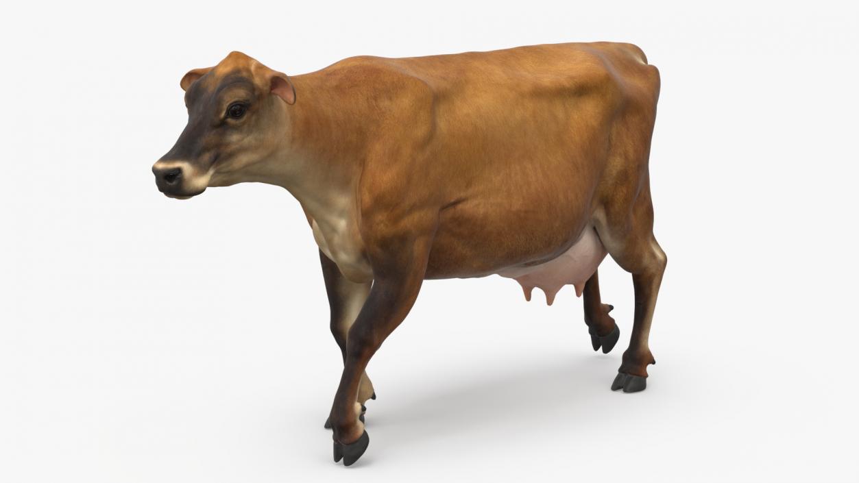 3D Jersey Dairy Cow Rigged model