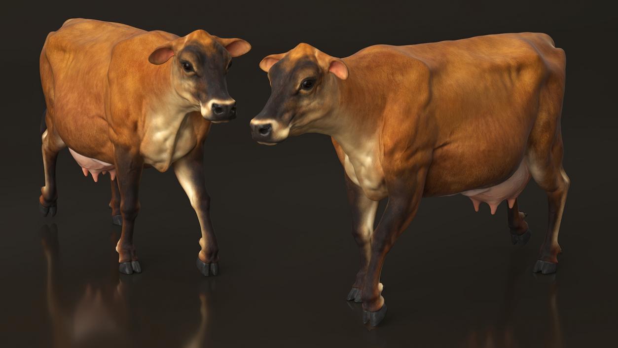 3D Jersey Dairy Cow Rigged model