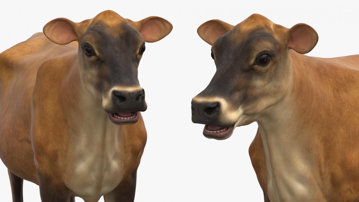 3D Jersey Dairy Cow Rigged model