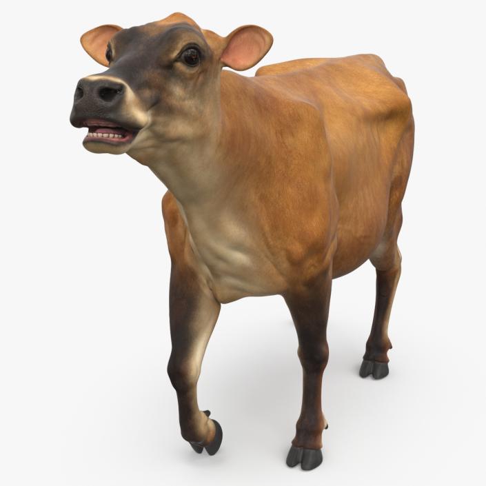 3D Jersey Dairy Cow Rigged model