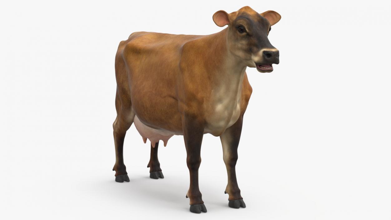 3D Jersey Dairy Cow Rigged model