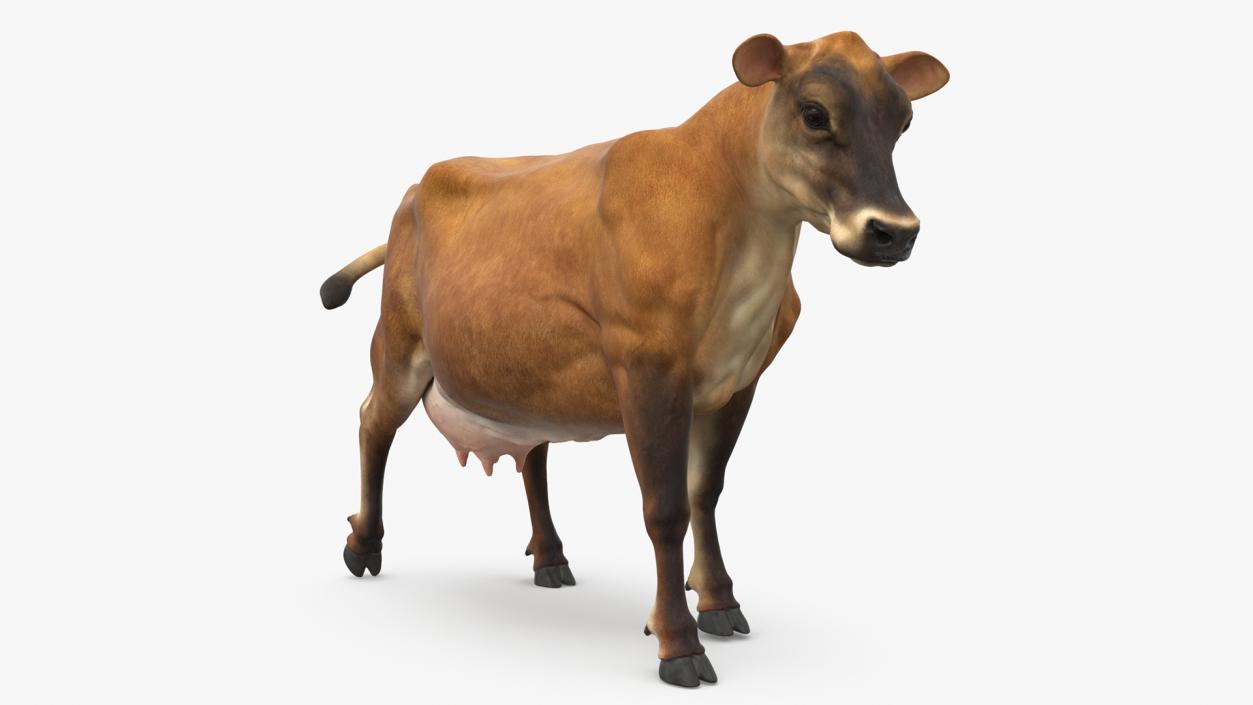 3D Jersey Dairy Cow Rigged model