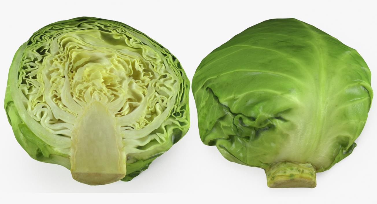 Cabbage Half 3D