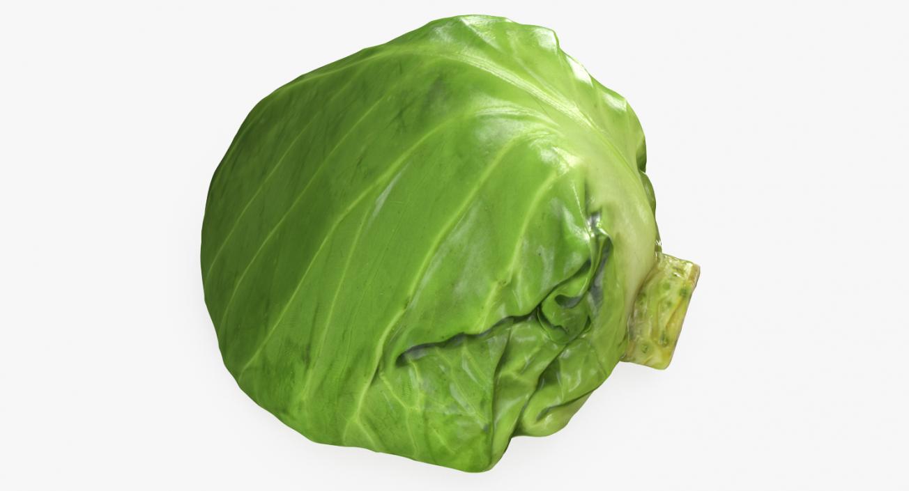 Cabbage Half 3D