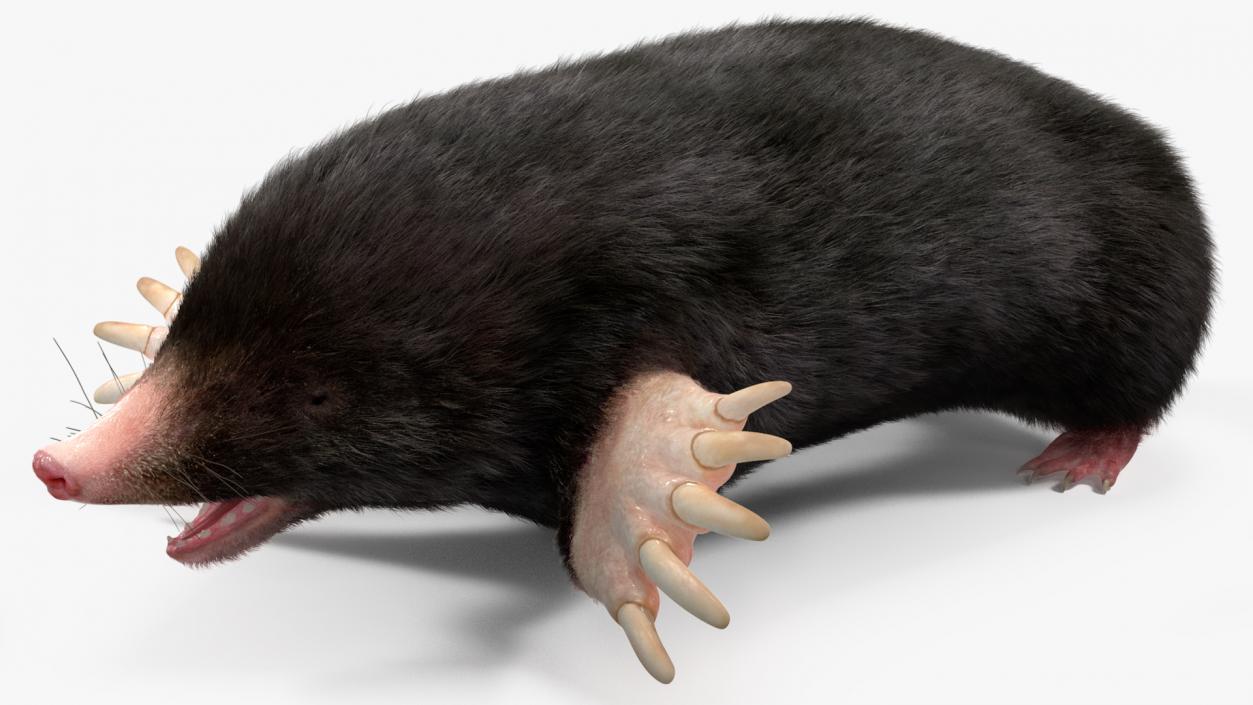 Mole Animal Fur Rigged 2 3D model