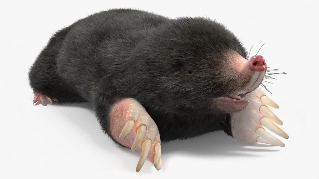 Mole Animal Fur Rigged 2 3D model