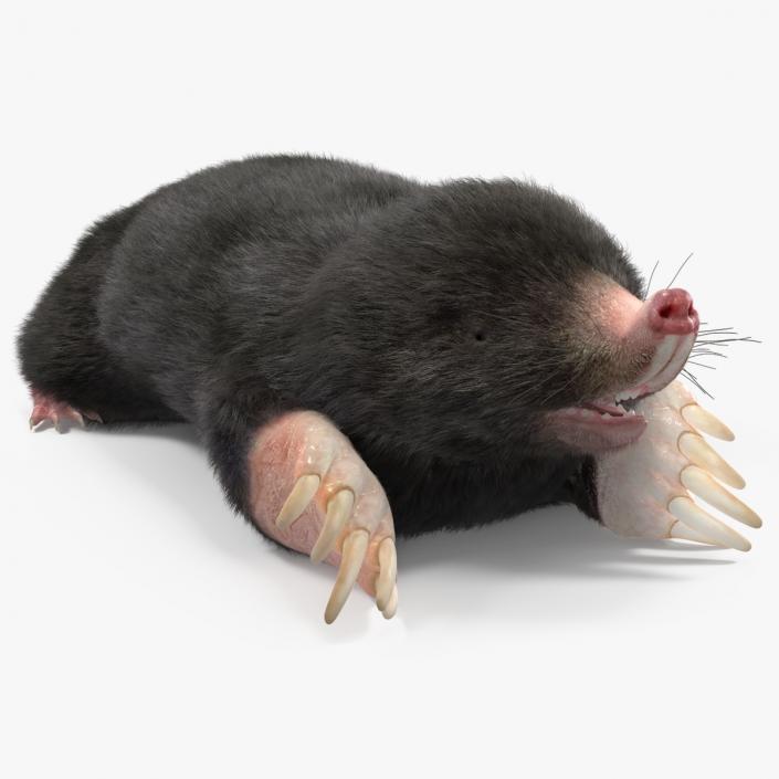 Mole Animal Fur Rigged 2 3D model