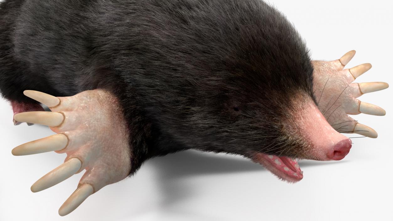 Mole Animal Fur Rigged 2 3D model