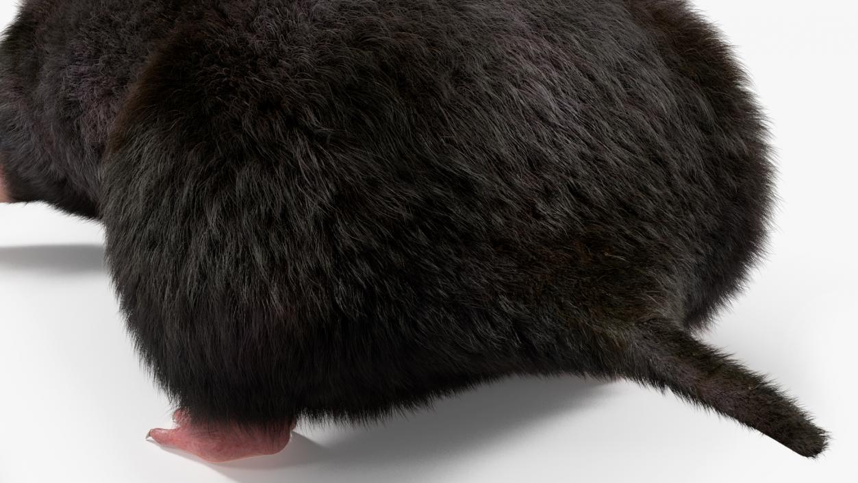 Mole Animal Fur Rigged 2 3D model