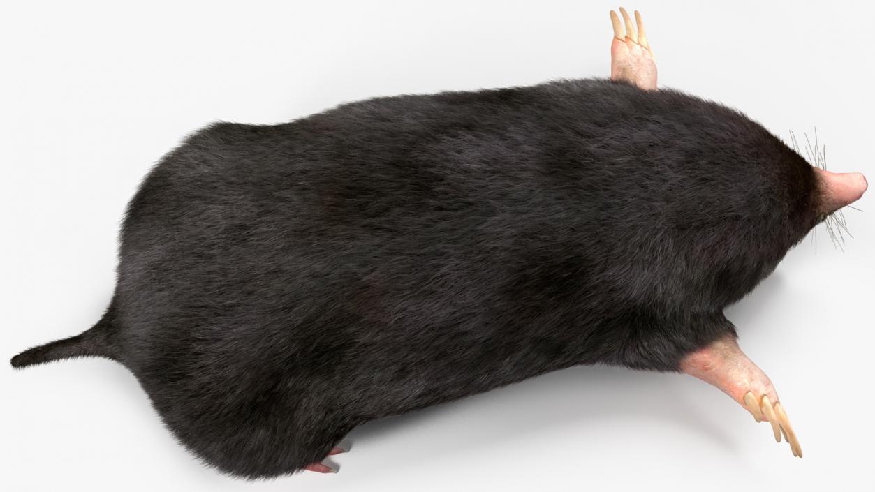 Mole Animal Fur Rigged 2 3D model