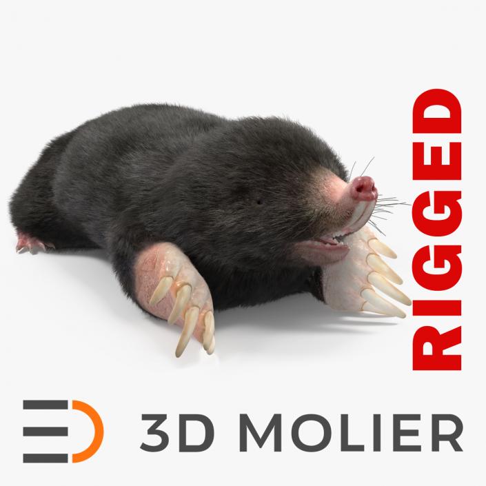 Mole Animal Fur Rigged 2 3D model