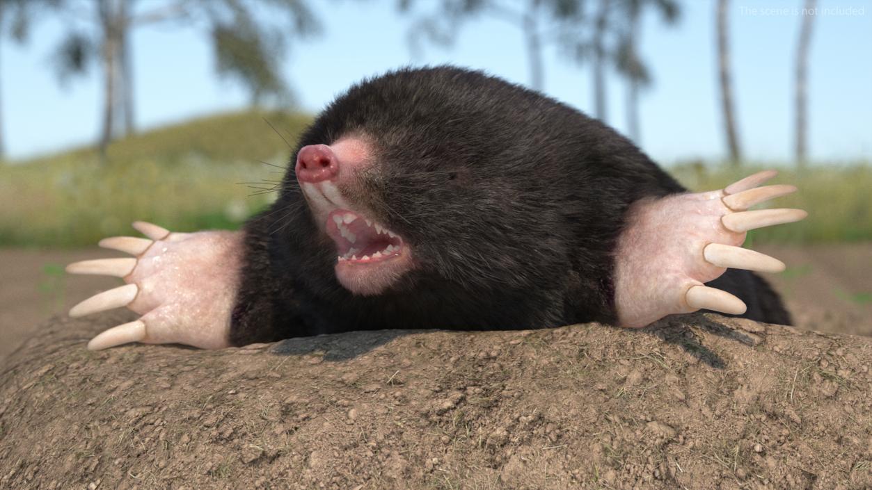 Mole Animal Fur Rigged 2 3D model