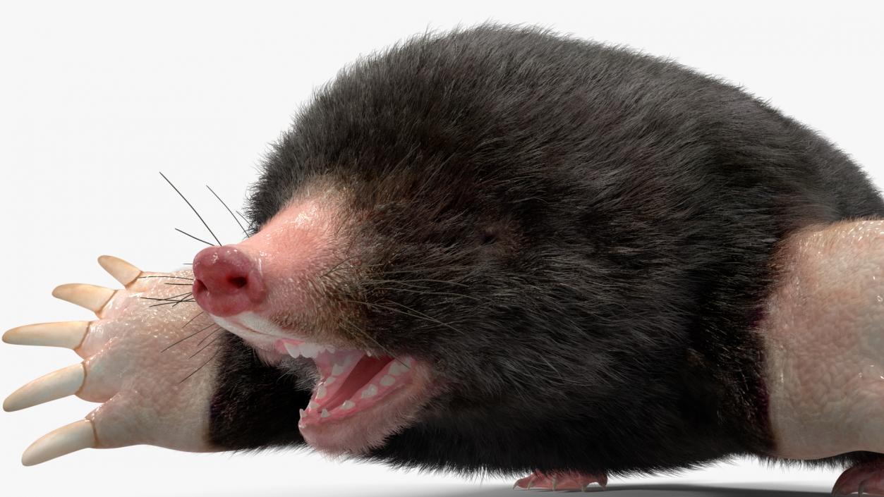 Mole Animal Fur Rigged 2 3D model