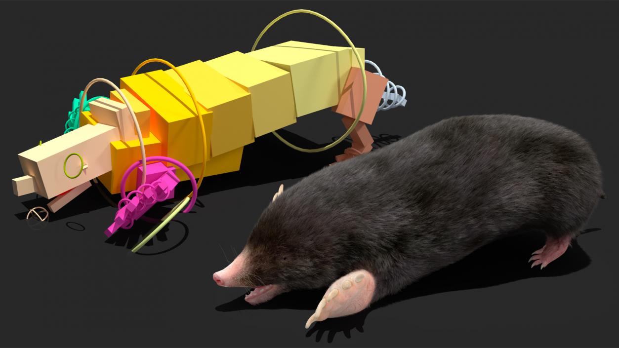 Mole Animal Fur Rigged 2 3D model