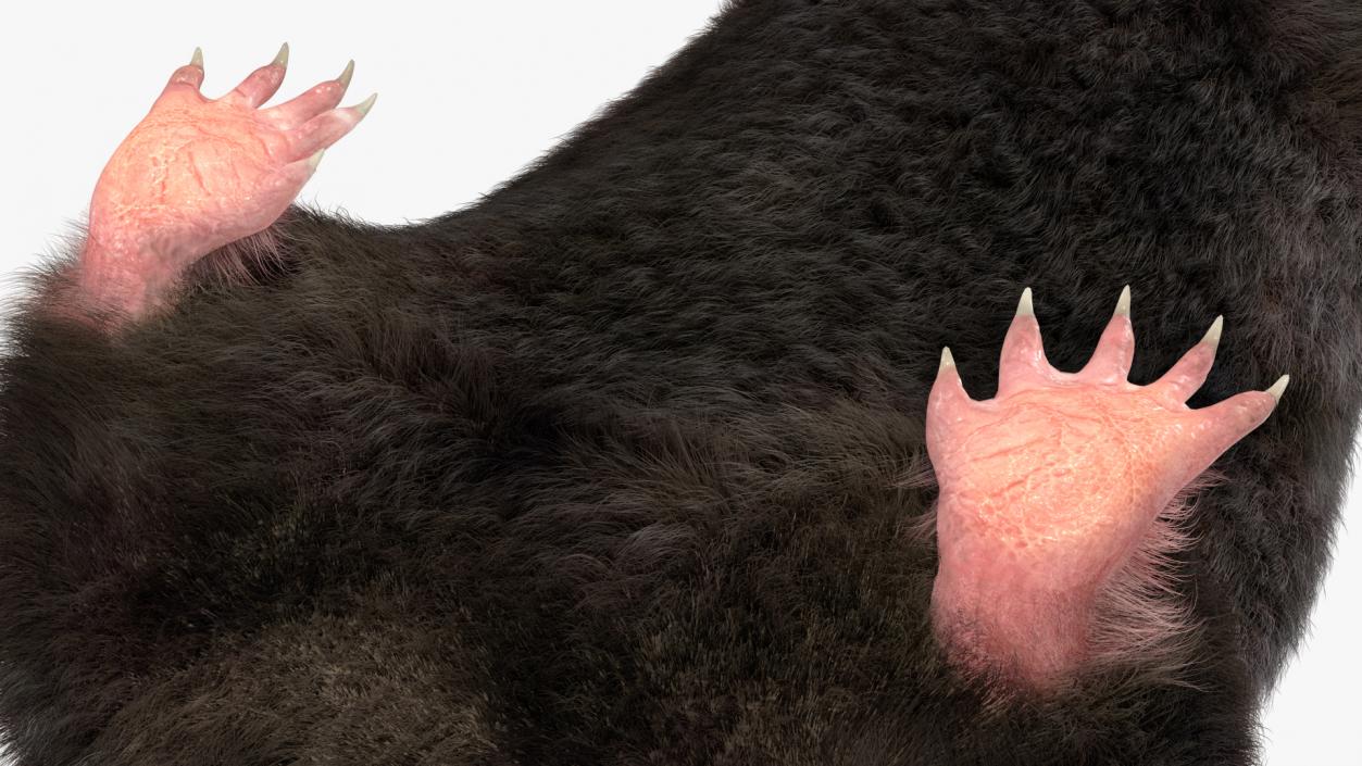 Mole Animal Fur Rigged 2 3D model