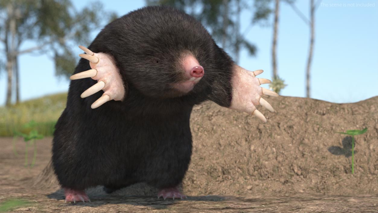 Mole Animal Fur Rigged 2 3D model