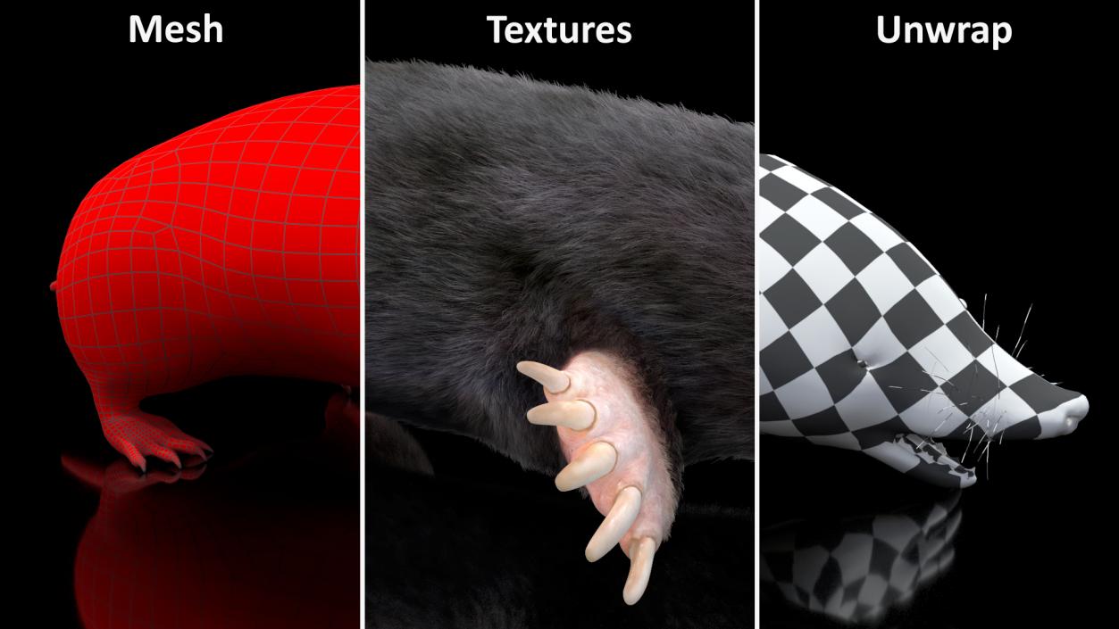 Mole Animal Fur Rigged 2 3D model