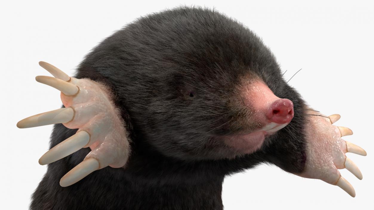 Mole Animal Fur Rigged 2 3D model