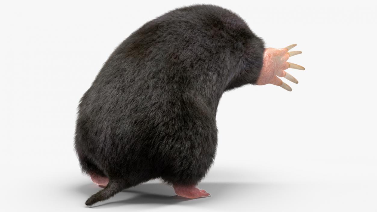 Mole Animal Fur Rigged 2 3D model