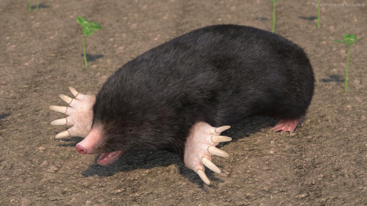 Mole Animal Fur Rigged 2 3D model