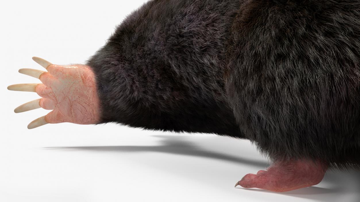 Mole Animal Fur Rigged 2 3D model