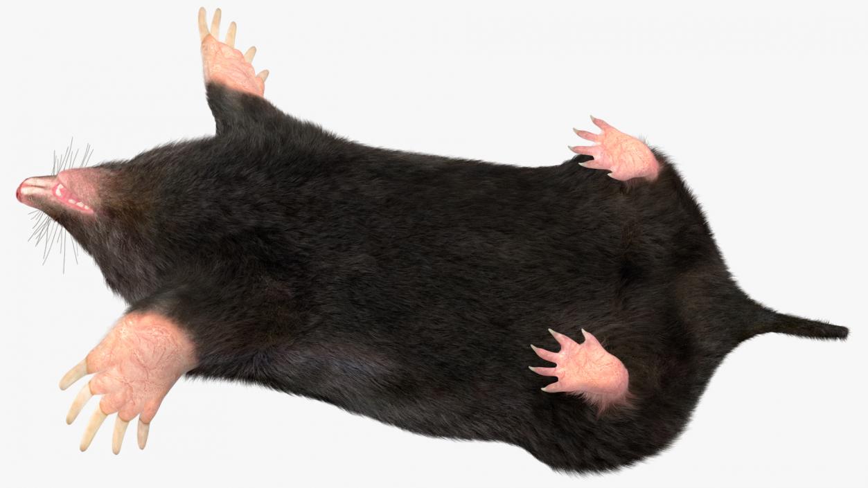 Mole Animal Fur Rigged 2 3D model