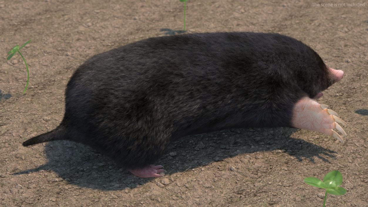 Mole Animal Fur Rigged 2 3D model