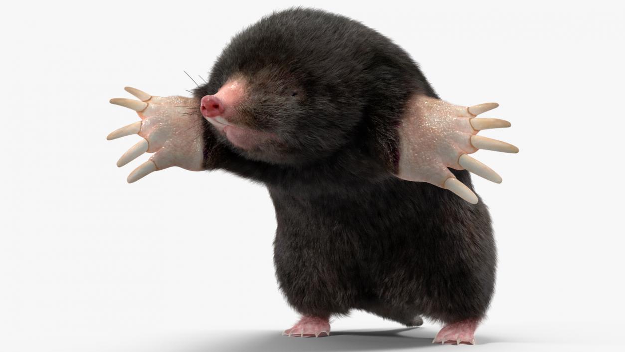 Mole Animal Fur Rigged 2 3D model