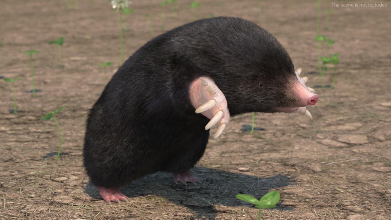 Mole Animal Fur Rigged 2 3D model