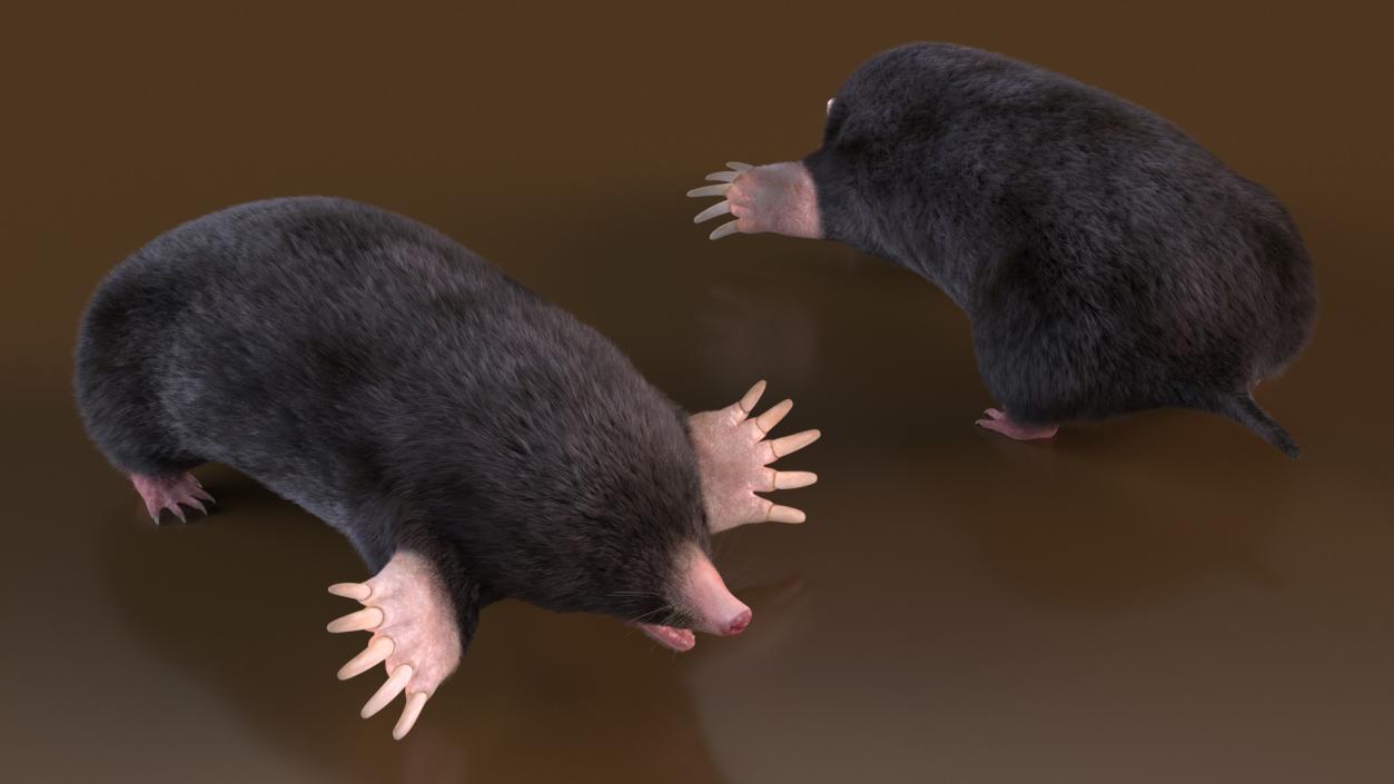 Mole Animal Fur Rigged 2 3D model