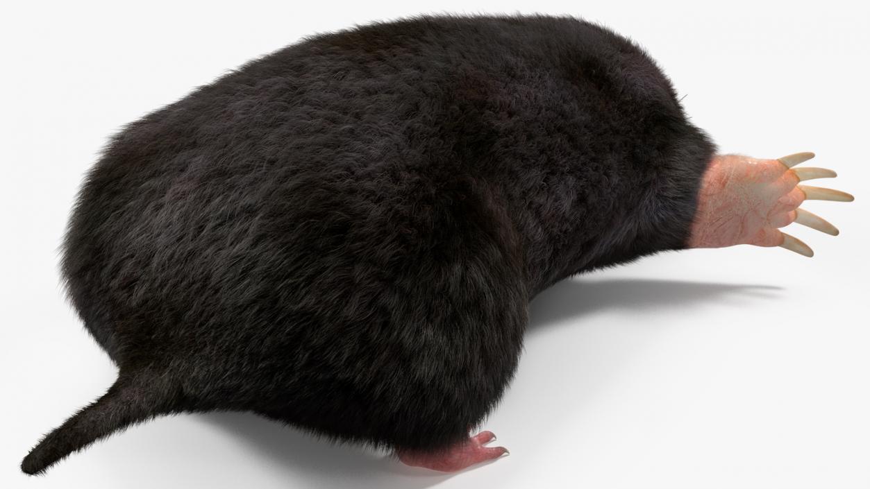 Mole Animal Fur Rigged 2 3D model