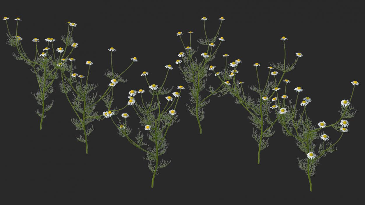 Matricaria Chamomilla Flower Set 3D