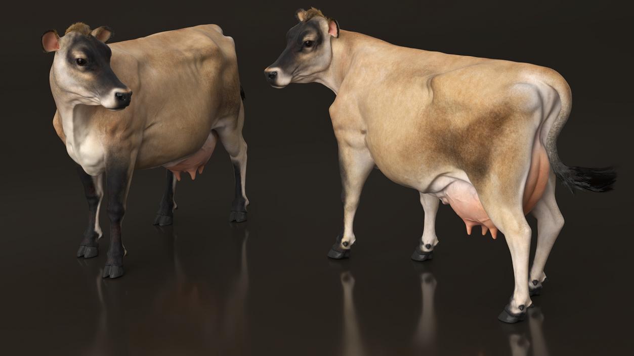 3D Channel Island Cow Beige Fur model