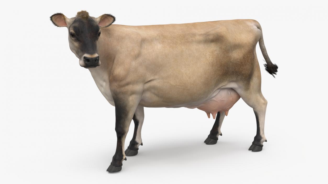 3D Channel Island Cow Beige Fur model