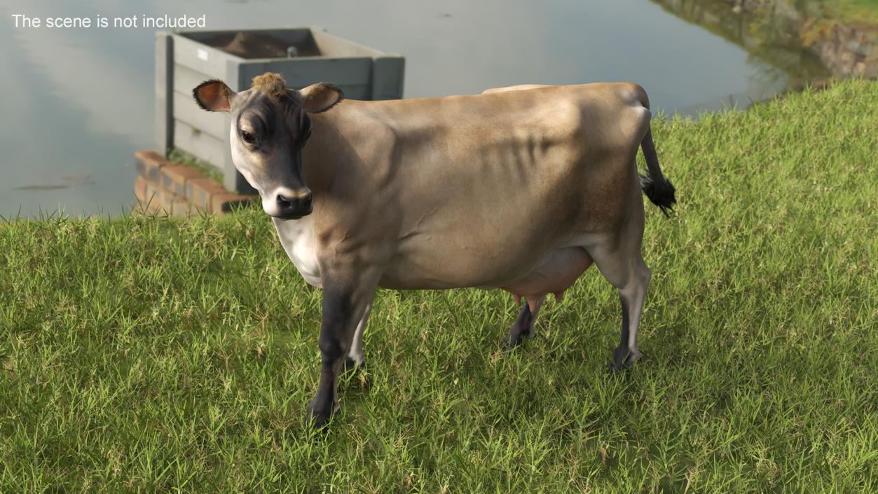 3D Channel Island Cow Beige Fur model