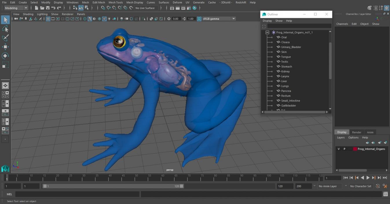3D model Frog Internal Organs