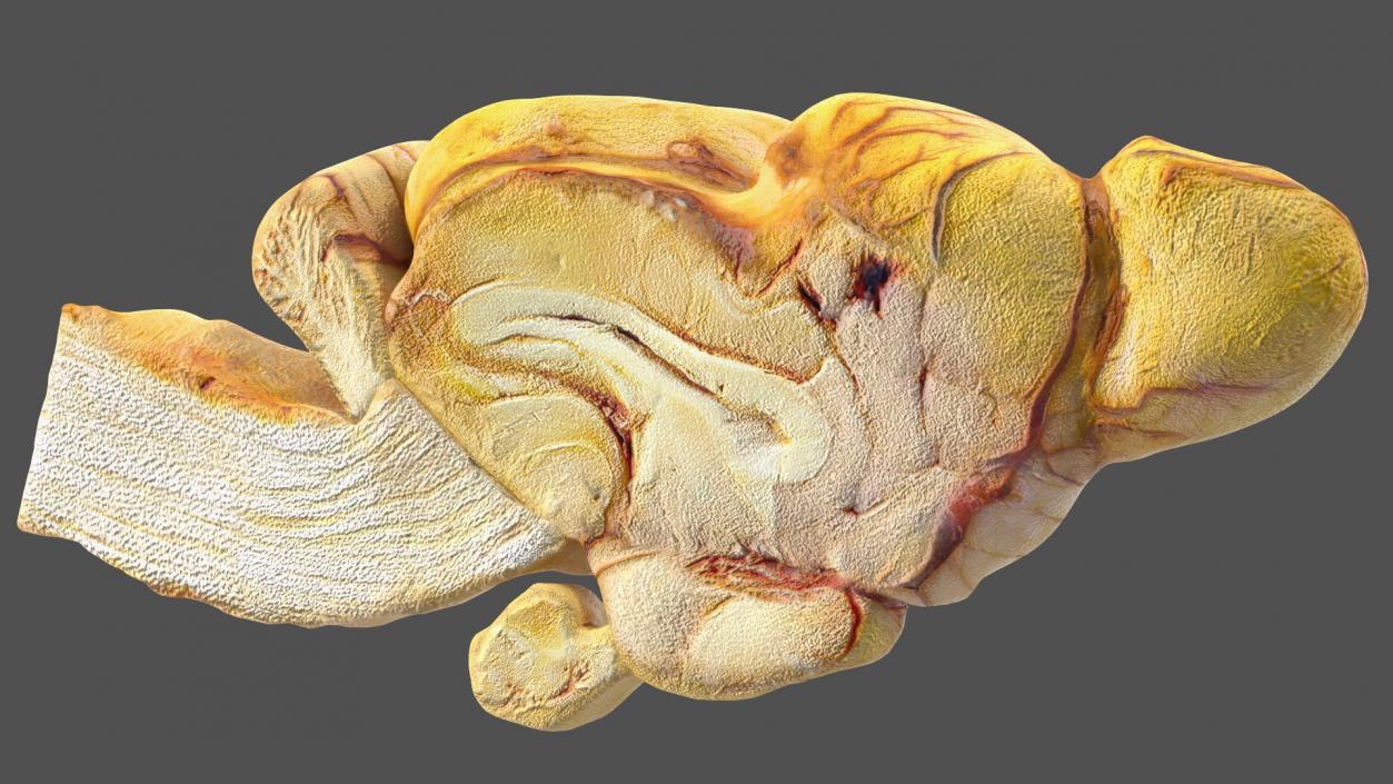 3D model Frog Internal Organs