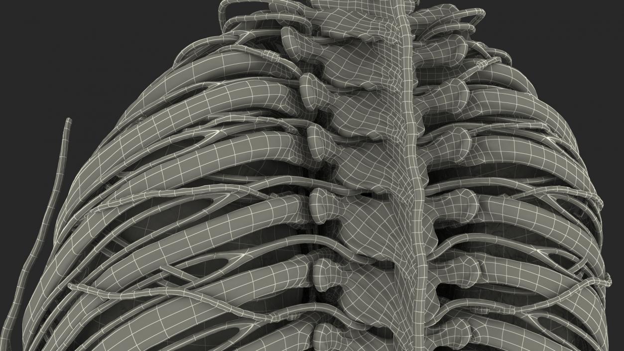 3D Male Torso and Internal Organs Anatomy model