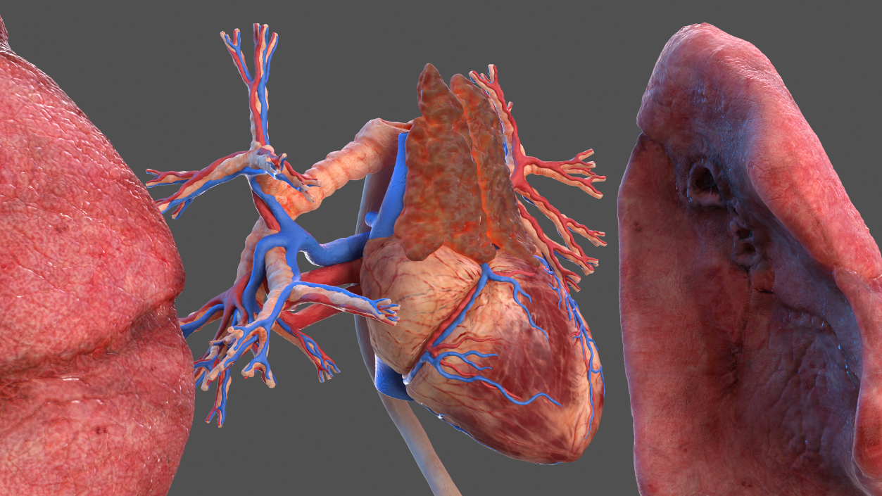 3D Male Torso and Internal Organs Anatomy model